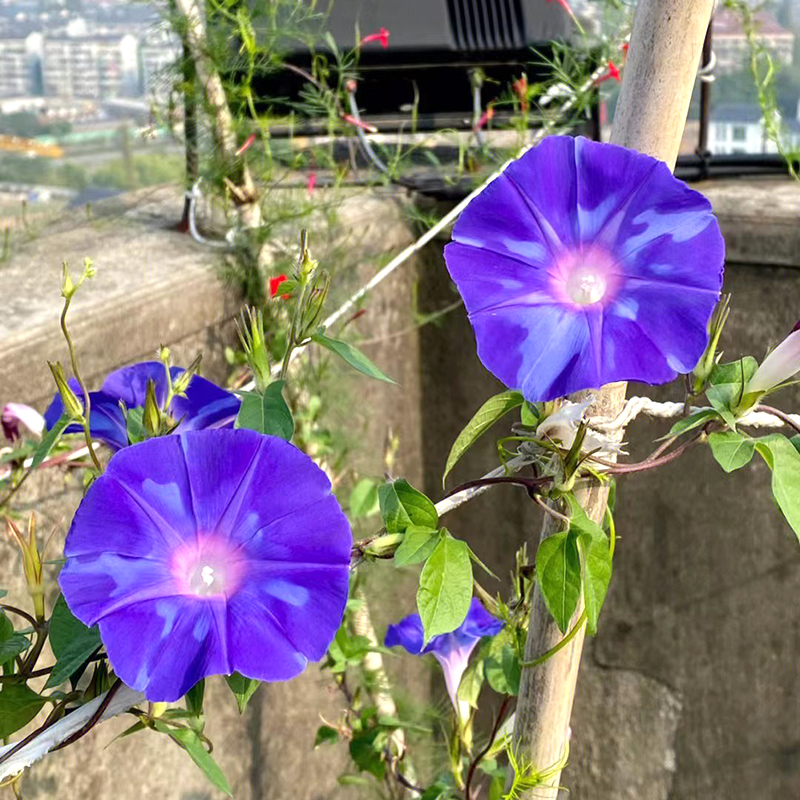 牵牛花种孑喇叭花爬藤宿根美国大牵牛花籽院子护栏马路边好活种子 - 图1