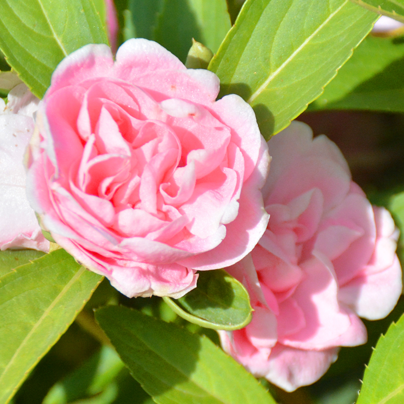 重瓣茶花凤仙花花种子四季种室内阳台盆栽花卉种子七彩指甲花种籽