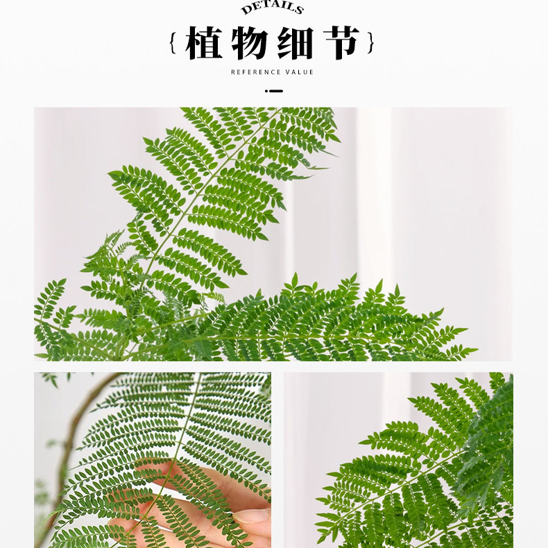 蓝花楹大型绿植室内网红观叶盆栽植物落地客厅庭院真树一物一拍,淘宝优惠券,粉丝福利购,淘宝优惠卷