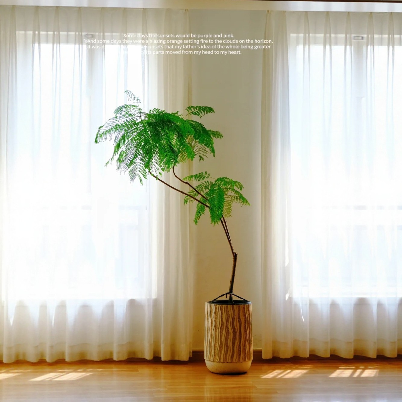 蓝花楹大型绿植室内网红观叶盆栽植物落地客厅庭院真树一物一拍,淘宝优惠券,粉丝福利购,淘宝优惠卷