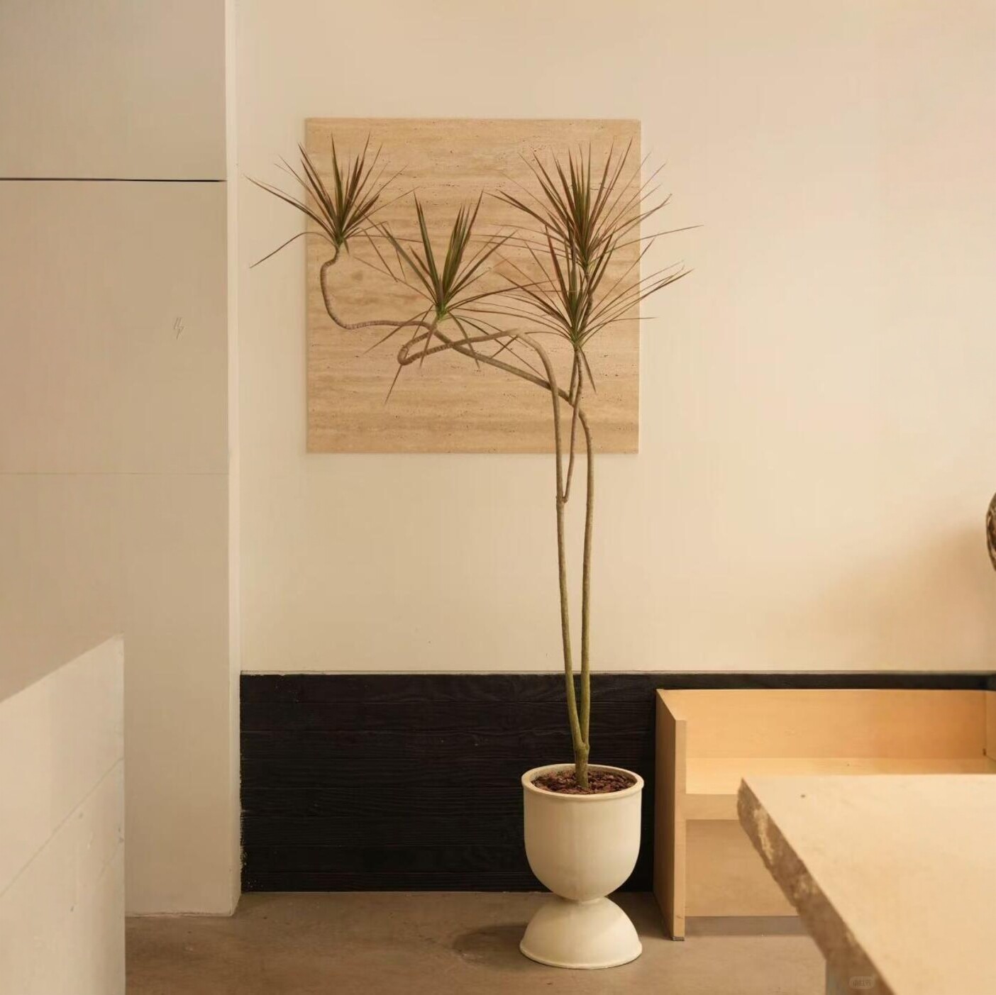 造型青叶千年木盆栽室内客厅植物高级感中古风绿植龙血树马尾铁,淘宝优惠券,粉丝福利购,淘宝优惠卷