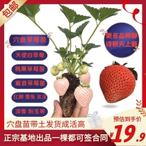 Peach Smoked Strawberry Miao Honey Peach Taste Cave Pan Fry With Earth Courtyard Potted Ground Planting Balcony Light Snow Planting Evergreen Belt Fruit