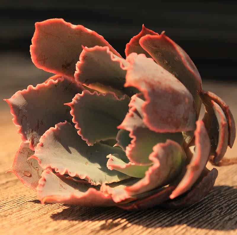 晚霞之舞多肉植物 大号厚粉雪莲多肉植物 复古微型多肉植物组合