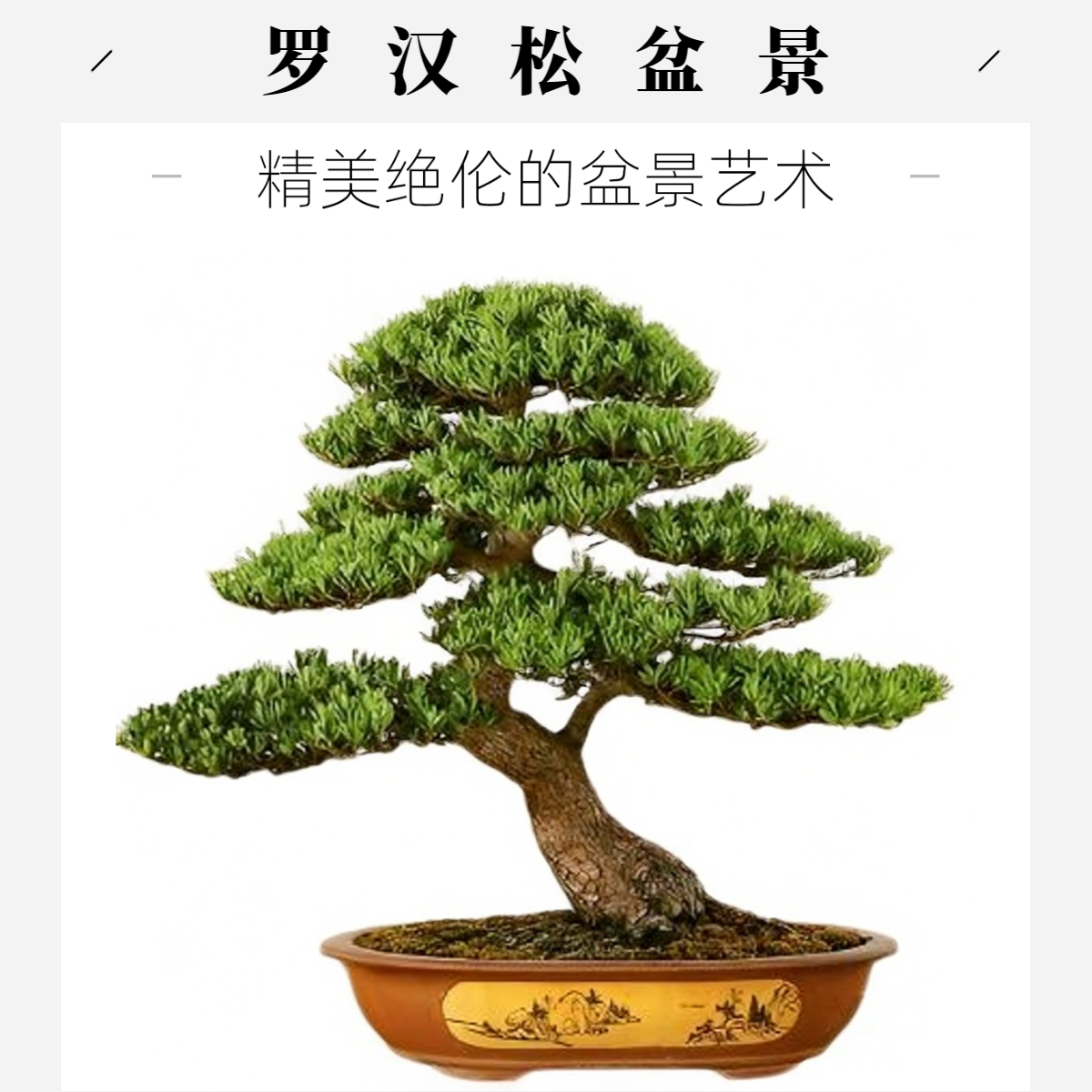罗汉松精品罗汉松盆栽室外庭院四季常青迎客松盆景植物绿植真树,淘宝优惠券,粉丝福利购,淘宝优惠卷