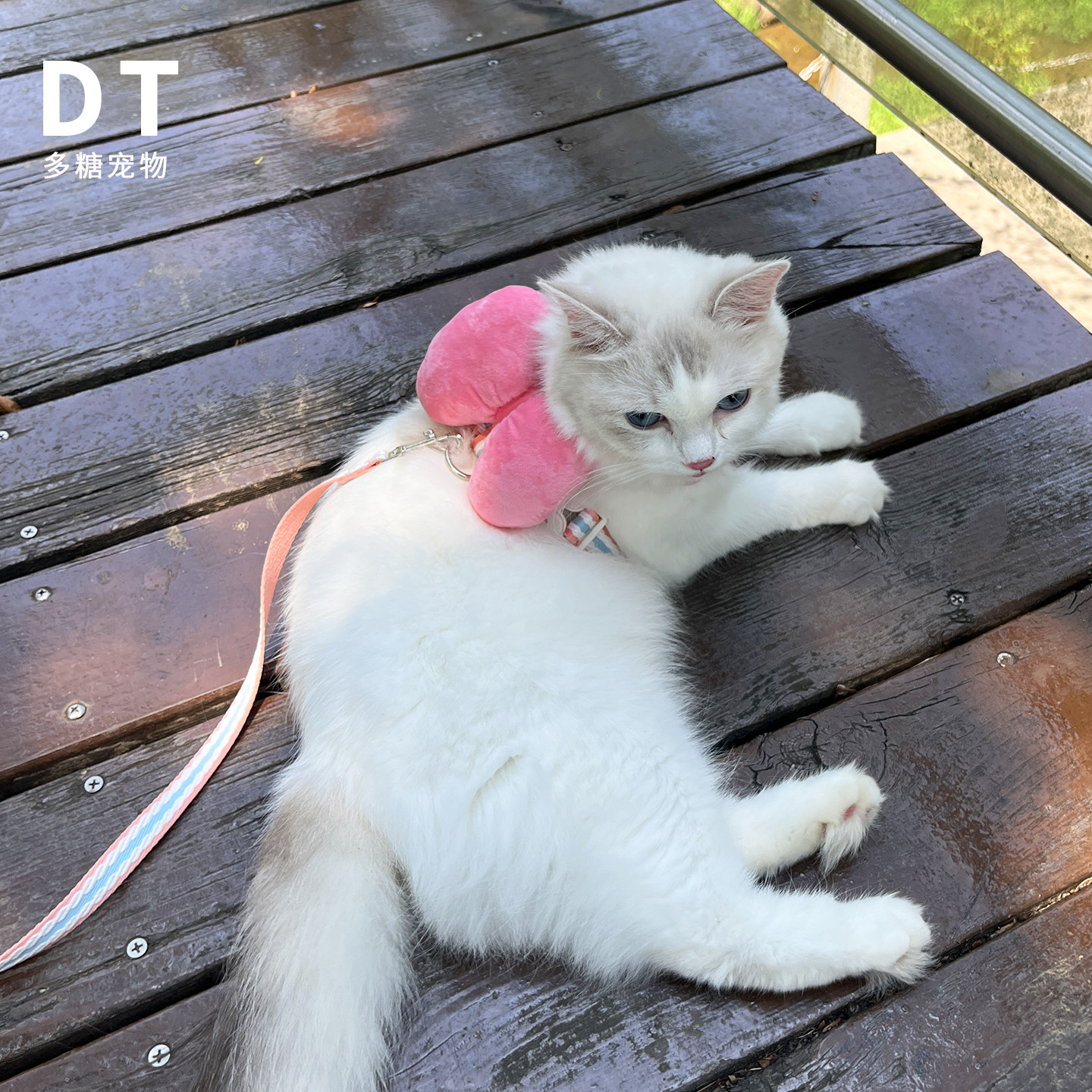 秋冬猫咪外出防挣脱牵引绳英短背心式遛猫绳猫链子小奶猫绳工字型,淘宝优惠券,粉丝福利购,淘宝优惠卷