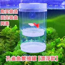 Peacock fish breeding tank floating seedling box fish tank suspension incubators large sets of small young fish birth inbred