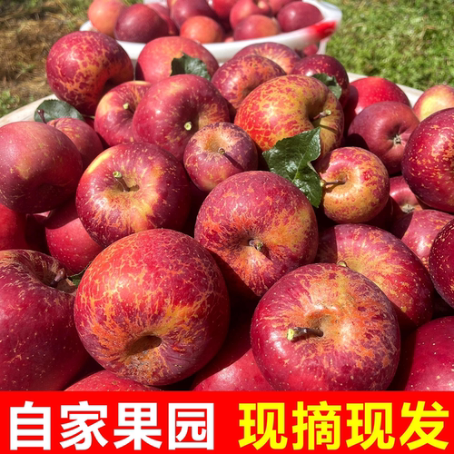 2025正宗云南昭通糖心丑苹果新鲜水果现摘当季整箱富士非大凉山 - 图2