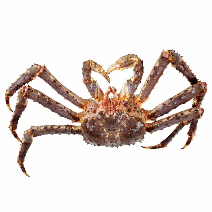 帝王蟹鲜活冷冻海鲜礼盒10斤特大龙虾帝皇蟹俄罗斯进口活冻冰鲜