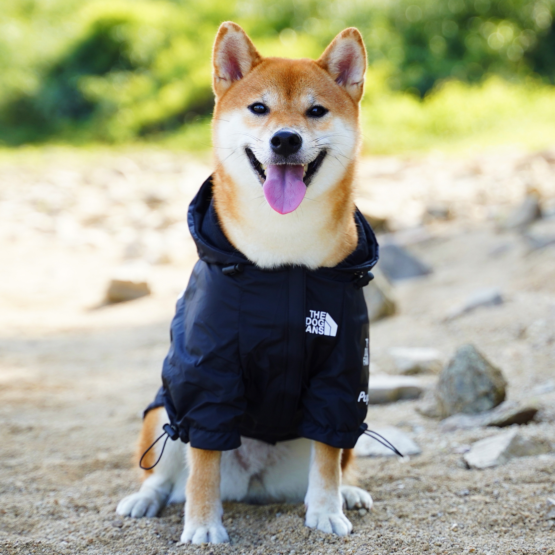 狗狗雨衣柴犬衣服潮牌冲锋衣宠物中型犬防风防水透气连帽柯基