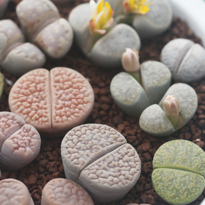 生石花多肉植物花卉盆栽绿植菊纹章灵耀玉毛汉尼肉锥灯泡毛毛多肉 虎窝淘