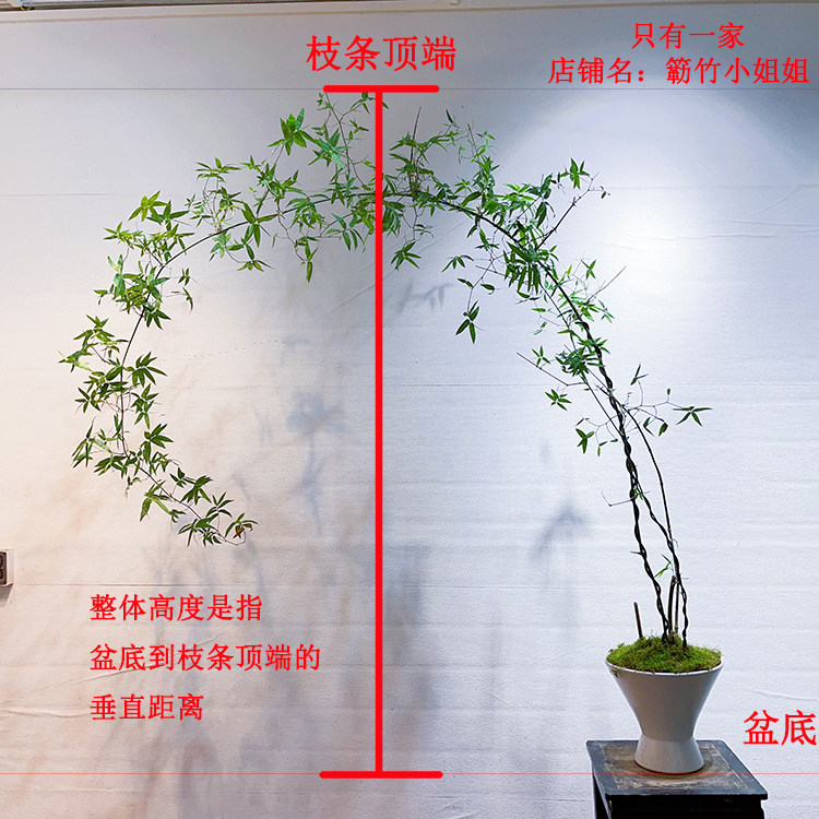 好养粗活小叶簕竹阳台室内外盆景勒竹客厅茶室书房摆放勒竹盆栽_虎窝淘