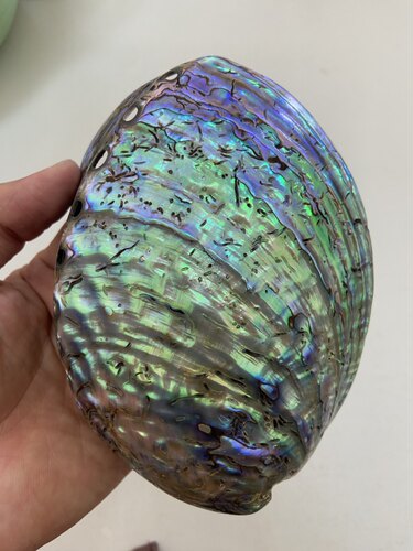 黑金鲍鱼壳加工 鲍鱼壳抛光打磨加工 黑金鲍壳加工 鲍鱼壳代加工 - 图1