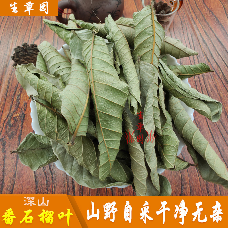 新鲜现摘深山番石榴叶茶芭乐叶茶番石榴叶子番桃叶三高凉茶中药材 - 图1