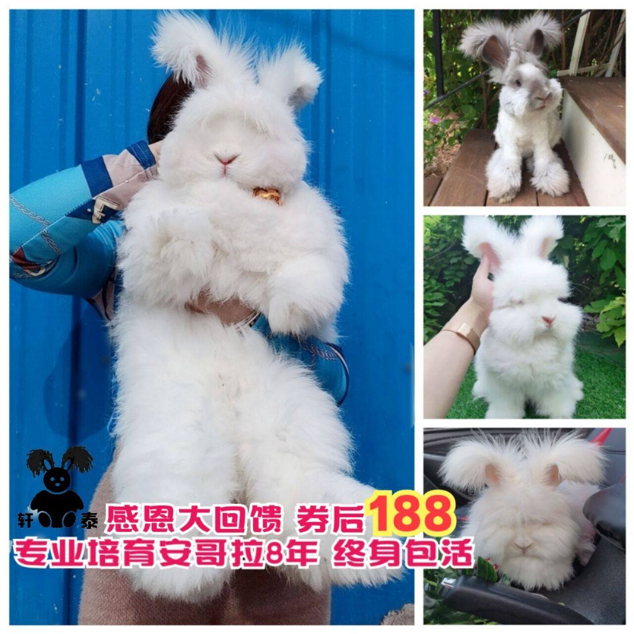 安哥拉兔图片最大,训练,寿命_大山谷图库