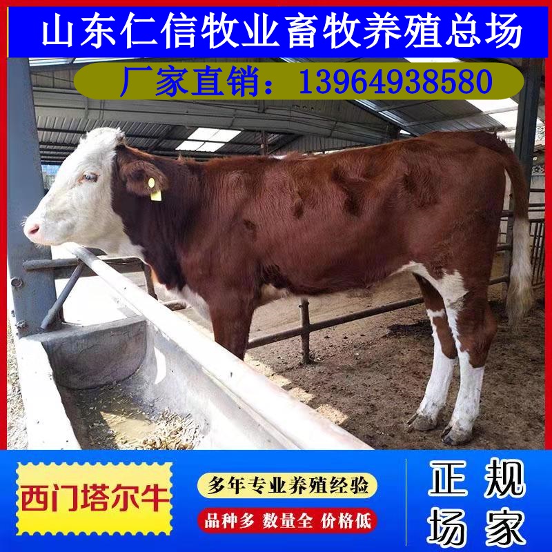 西门塔尔牛活牛犊出售小牛苗肉牛仔活体鲁西黄牛广西种牛养殖技术 - 图1