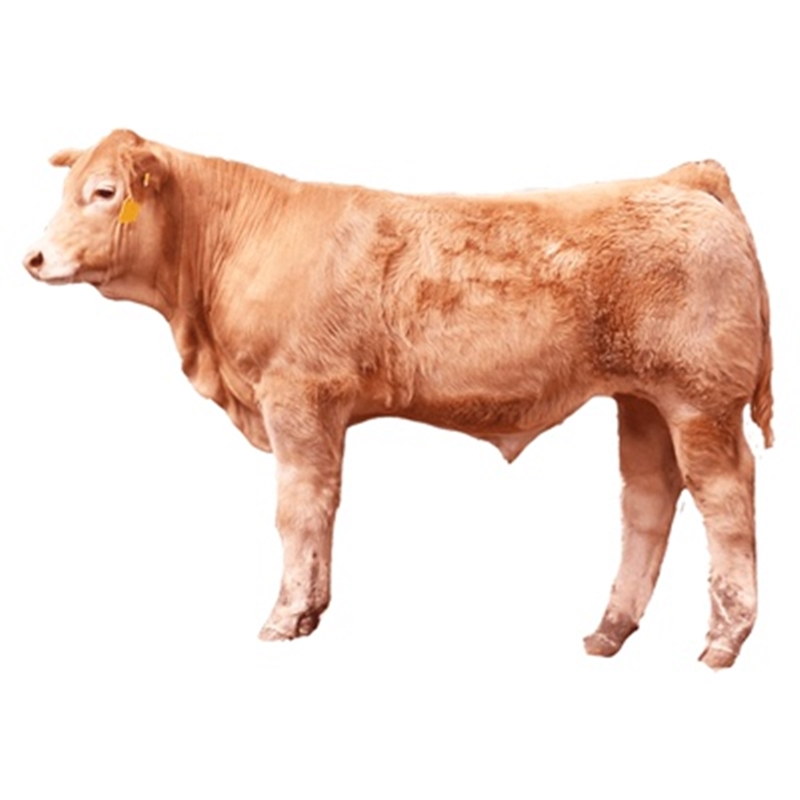 肉牛犊出售活牛小牛仔鲁西黄牛西门塔尔牛犊活体母牛活苗养殖技术-图3