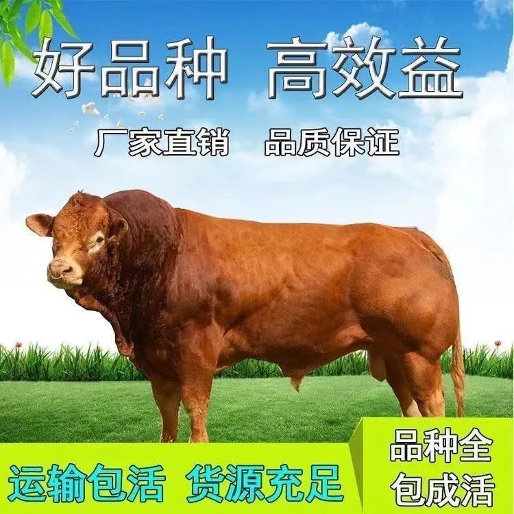 活牛鲁西黄牛犊肉牛犊西门塔尔活体牛崽苗小牛肉牛仔杂交养殖技术 - 图0