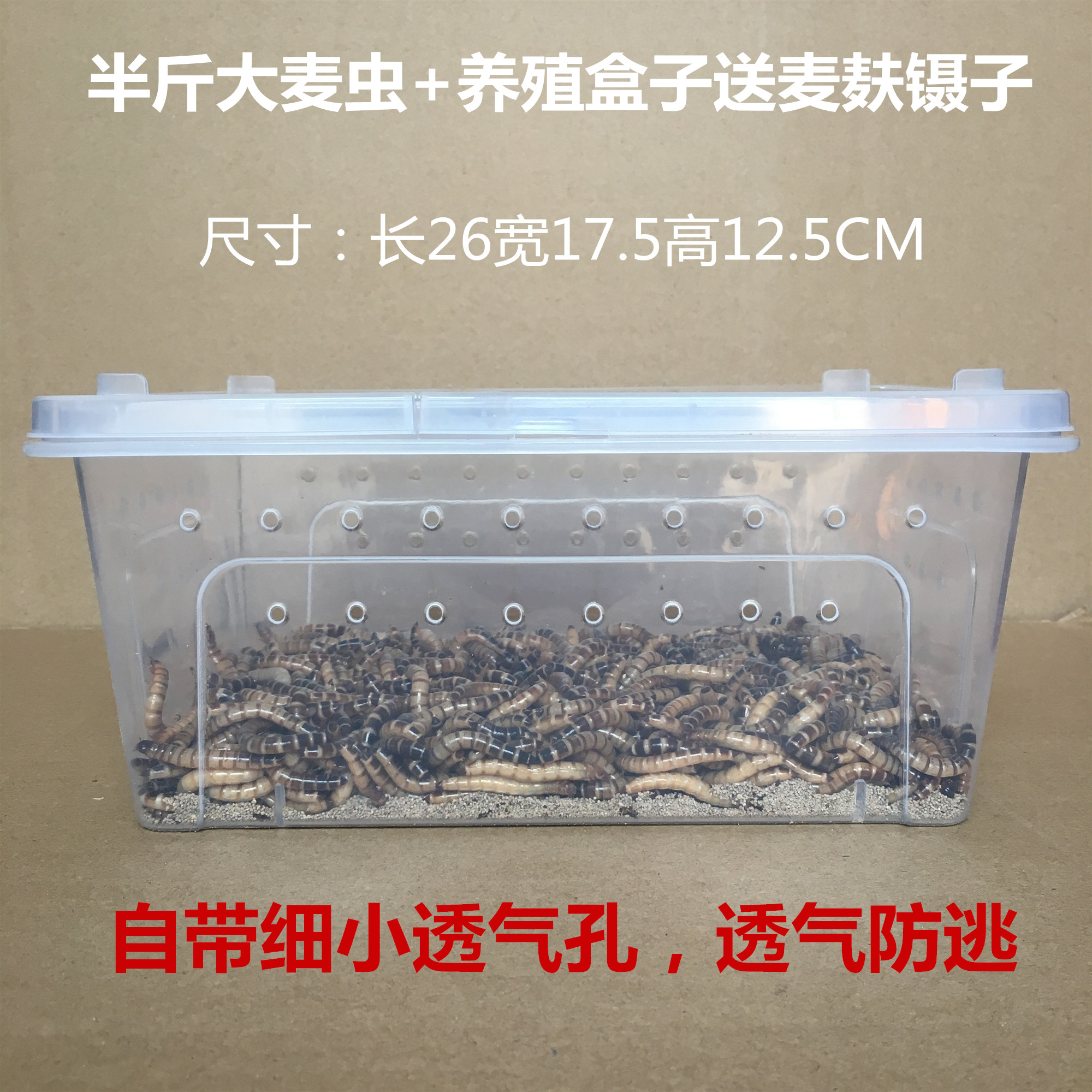 大麦虫活虫500g鲜活面包虫黄粉虫金龙鱼饲料活体八哥画眉鸟食虫子-图3