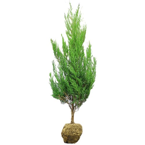 柏树树苗松柏侧柏扁柏塔柏树苗大圆柏松树宝塔松龙柏苗四季青带土 - 图3