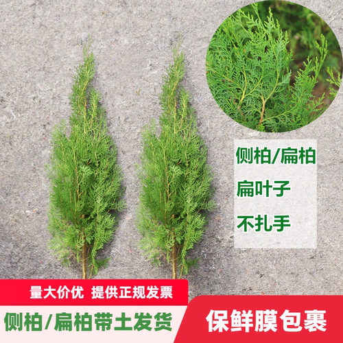 柏树树苗松柏侧柏扁柏塔柏树苗大圆柏松树宝塔松龙柏苗四季青带土 - 图1