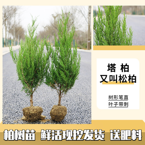 柏树树苗松柏侧柏扁柏塔柏树苗大圆柏松树宝塔松龙柏苗四季青带土 - 图0