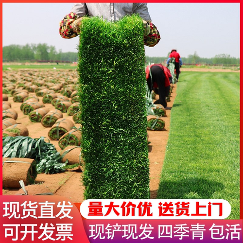 绿化草皮真草工程草坪带土四季青台湾草马尼拉果岭草庭院花园别墅 - 图0