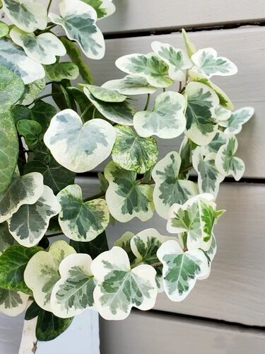 日本进口雪莹盆栽稀有品种日系常春藤室内四季常青观叶小盆栽植物 - 图1