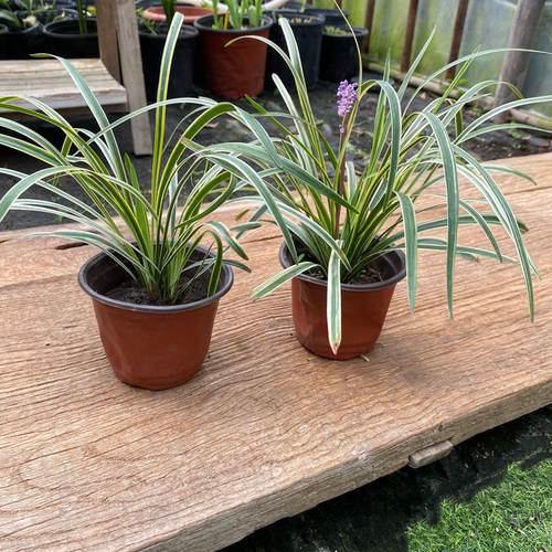 金边麦冬草玉龙草 矮生麦冬庭院花镜地被植物常绿耐寒耐热绿植 - 图2