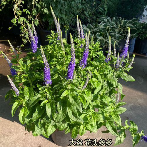 花镜植物穗花婆婆纳盆栽 耐热耐晒多年生阳台庭院宿根花卉花期长 - 图0