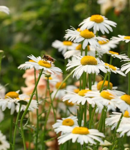 大滨菊盆栽麦当娜 西洋滨菊庭院多年生花镜植物美观野趣易成活 - 图0