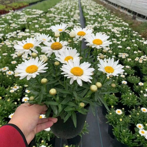 大滨菊盆栽麦当娜 西洋滨菊庭院多年生花镜植物美观野趣易成活 - 图1