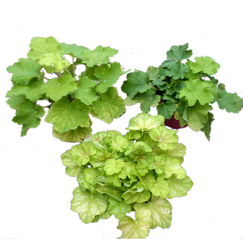 庭院绿植盆栽矾根大苗 花园彩叶草颜色多样耐寒耐热好养包邮 - 图3