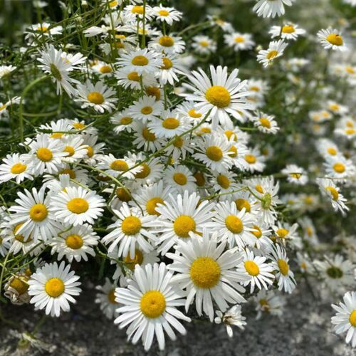 大滨菊盆栽麦当娜 西洋滨菊庭院多年生花镜植物美观野趣易成活 - 图3