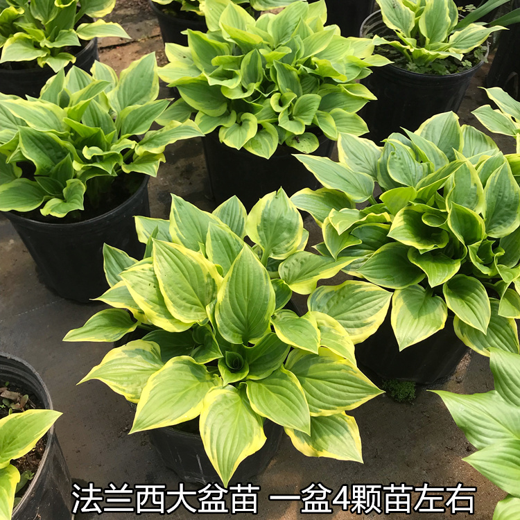 荷兰玉簪花盆栽大苗 庭院阳台多年生宿根喜阴爱国者观叶植物包邮 - 图1