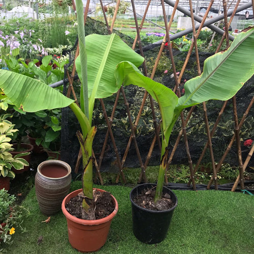 芭蕉树苗 绿天扇仙甘蕉芭庭院绿化树苗多年生室内外大型植物包邮 - 图1