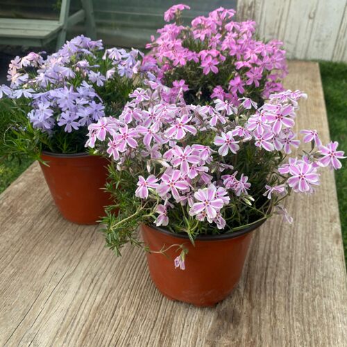 福禄考芝樱花盆栽苗庭院阳台多年生观花植物地被花卉耐寒花海种植 - 图0