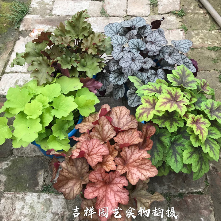 庭院绿植盆栽矾根大苗 花园彩叶草颜色多样耐寒耐热好养包邮 - 图1