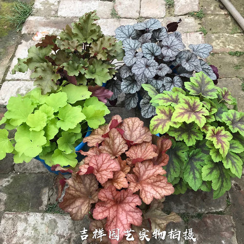 庭院绿植盆栽矾根大苗花园彩叶草颜色多样耐寒耐热好养包邮-图1