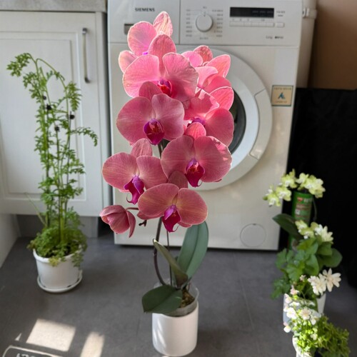 欣欣向荣超大西瓜红蝴蝶兰花带花苞四季好养活盆栽客厅室内花卉 - 图0