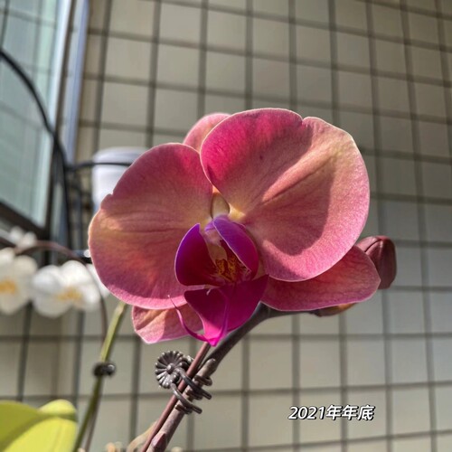 欣欣向荣超大西瓜红蝴蝶兰花带花苞四季好养活盆栽客厅室内花卉 - 图3