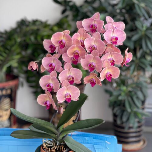 欣欣向荣超大西瓜红蝴蝶兰花带花苞四季好养活盆栽客厅室内花卉 - 图1