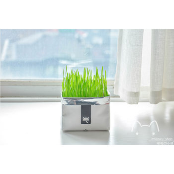 Unblocked soilless hydroponic cat grass planting kit mint oatmeal seed hair removal cream spit ອອກ hair ball snacks