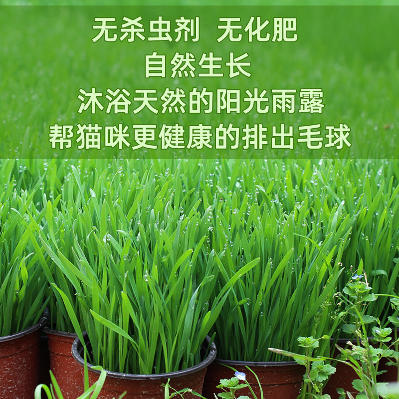长好的猫草盆栽种好的猫咪草已种好发芽去毛球猫零食罐头猫薄荷,淘宝优惠券,粉丝福利购,淘宝优惠卷
