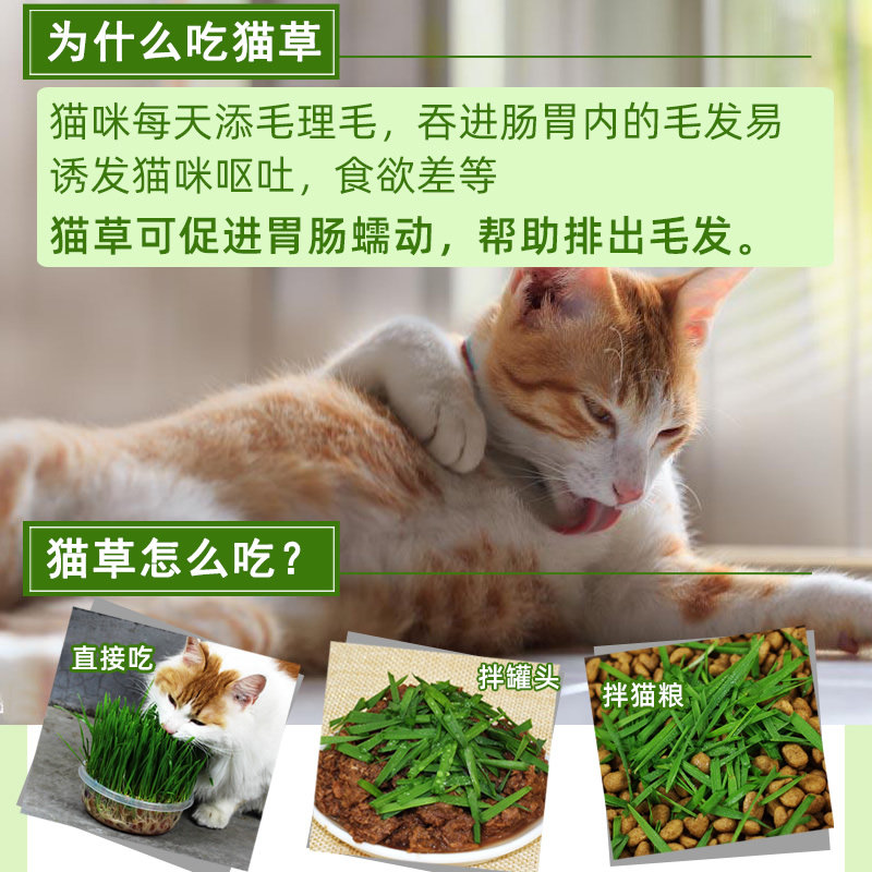 长好的猫草盆栽种好的猫咪草已种好发芽去毛球猫零食罐头猫薄荷,淘宝优惠券,粉丝福利购,淘宝优惠卷