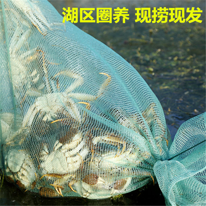 洪湖大闸蟹  鲜活螃蟹特大湖北清水蟹 12只 母蟹3两 公蟹4两礼盒,淘宝优惠券,粉丝福利购,淘宝优惠卷