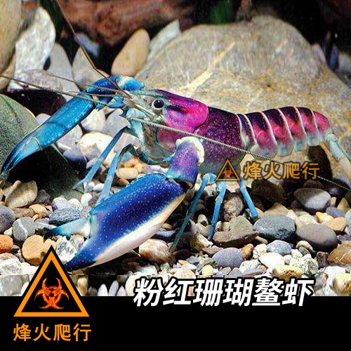 【宠物鳌虾合集】佛蓝白橘螯虾苗人工天空蓝魔观赏活体淡水小龙虾 - 图1
