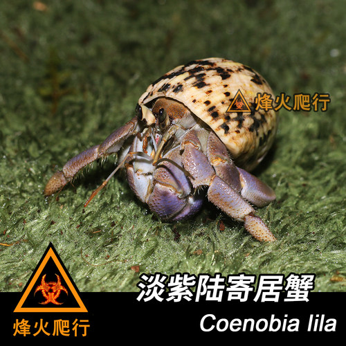 【淡紫寄居蟹】紫蓝色陆寄居蟹 Lila稀有活泼宠物蟹 里拉蟹 - 图3