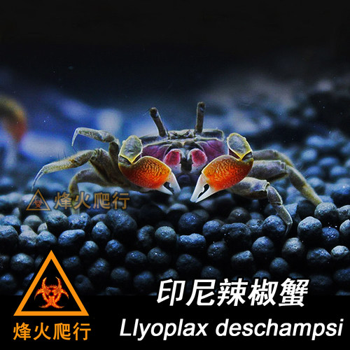 【宠物观赏蟹】活体螃蟹 相手蟹迷你辣椒蟹豹点蟹灰白草莓寄居蟹 - 图0