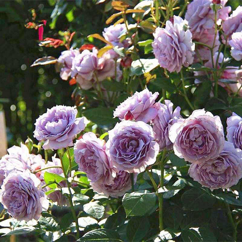 紫薔薇花 新人首單立減十元 22年7月 淘寶海外