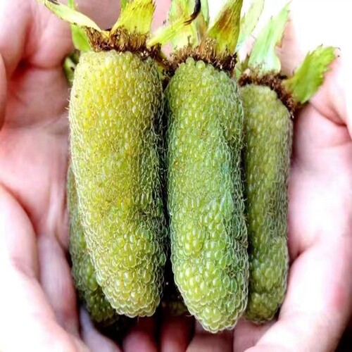 早春秋冬适合栽种甜果 大果 盾叶莓新奇果树苗大叶覆盆子半阴湿润 - 图2